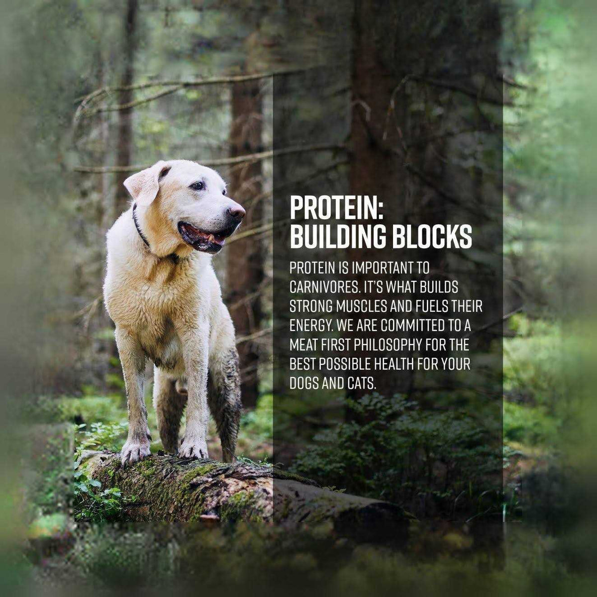 Ocean Recipe Dog Dry Food R53010