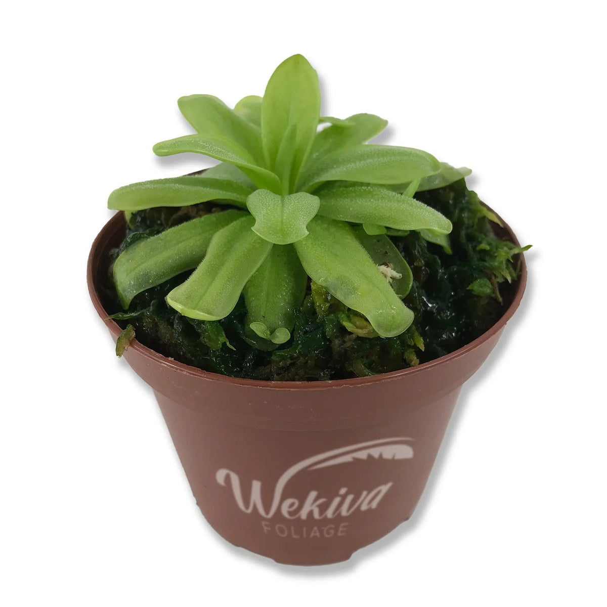 Live Carnivorous Butterwort Plant in a 3 Inch Pot E915