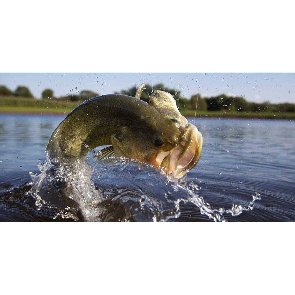 Game Fish Chow E95341
