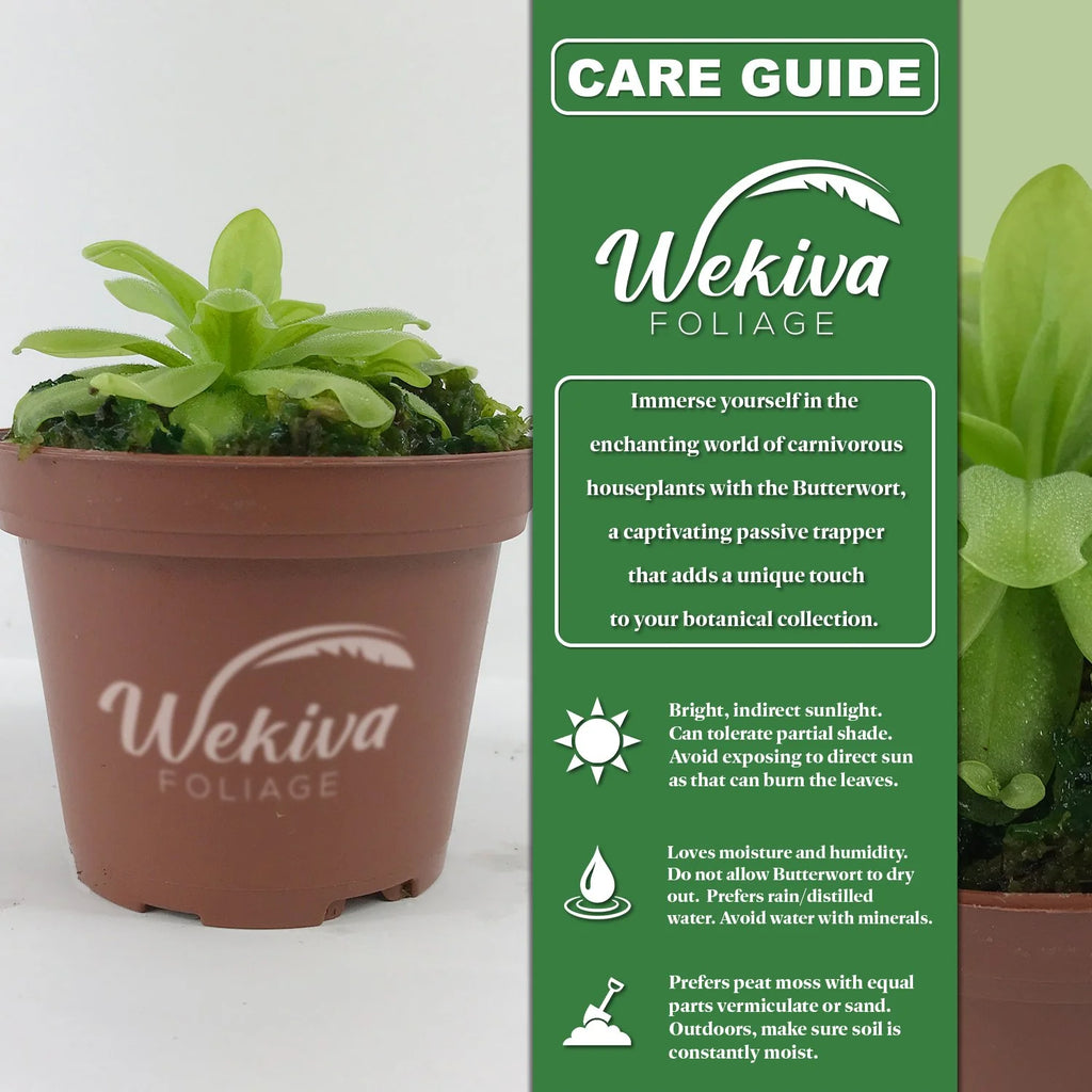 Live Carnivorous Butterwort Plant in a 3 Inch Pot E915