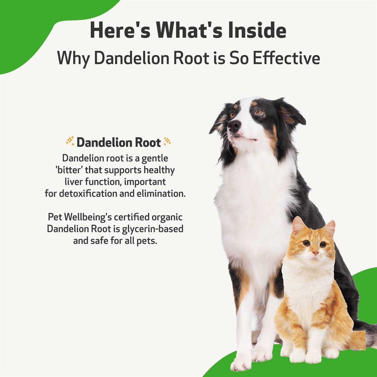 Dandelion Root Cat Liver and Digestive Support M429