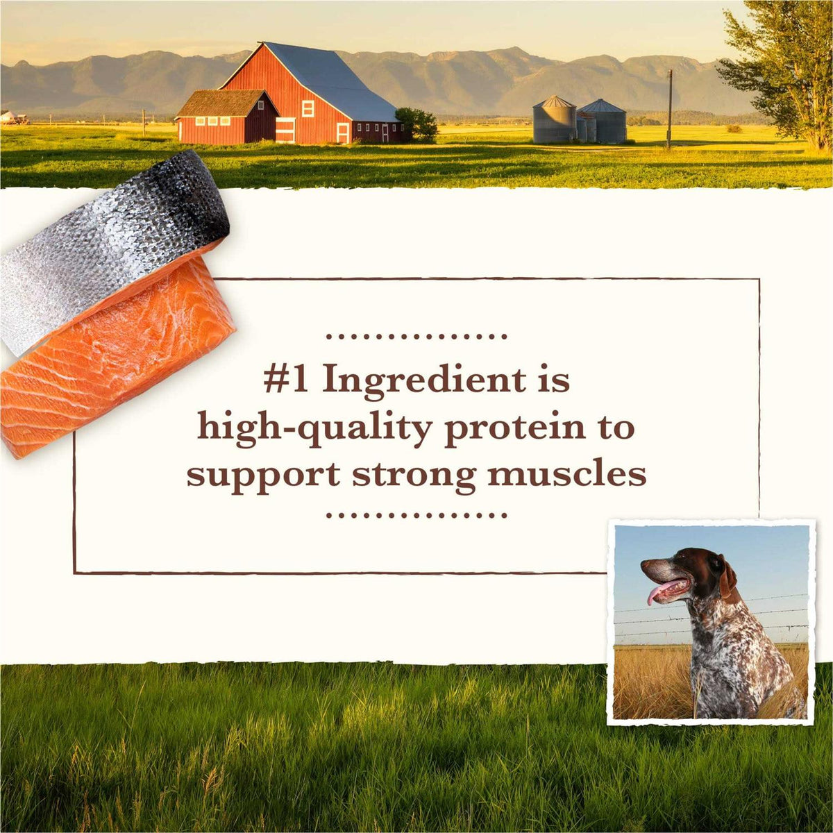 Grain Free Dry Dog Food Salmon & Whitefish Recipe D3529